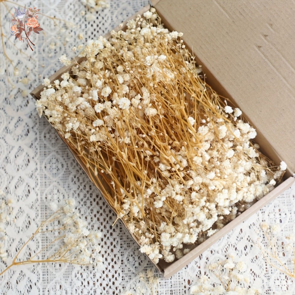 100pcs Mini Dried Baby's Breat - Embellish Craft recensie en prijs